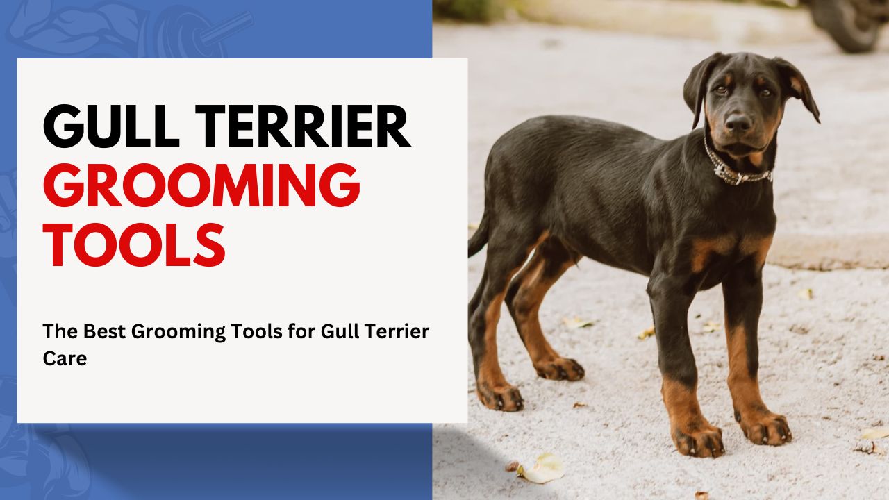 The Best Grooming Tools for Gull Terrier Care