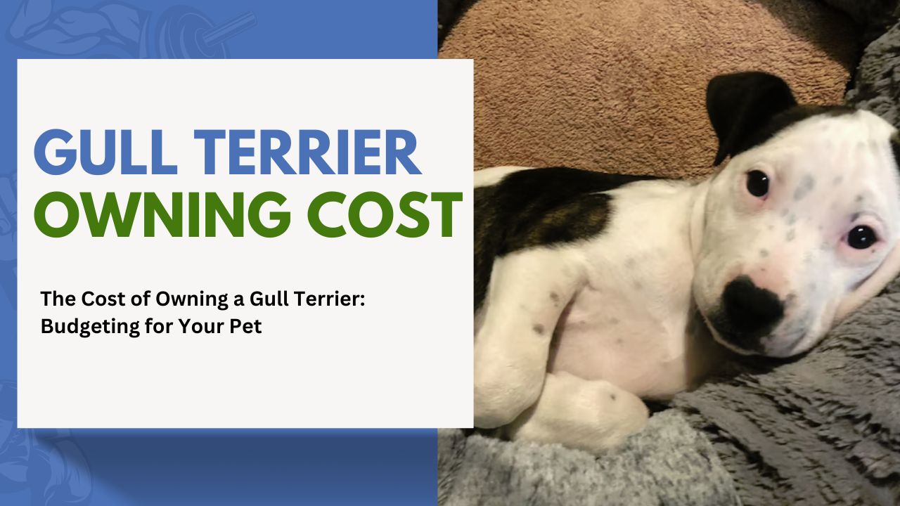 The Cost of Owning a Gull Terrier: Budgeting for Your Pet