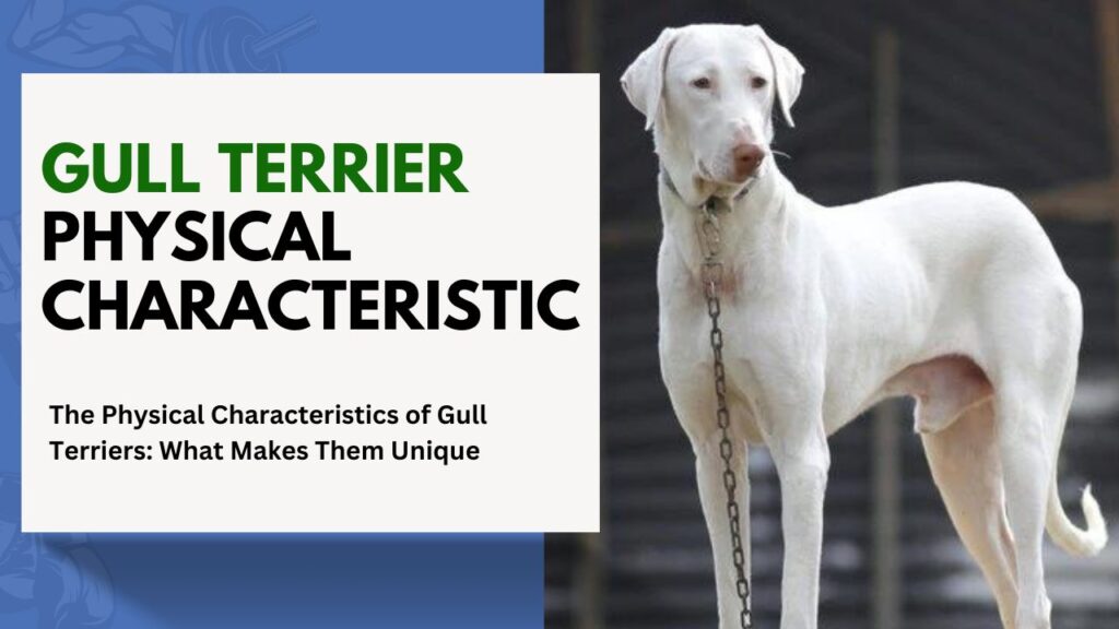 gull Terrier Physical Characteristic