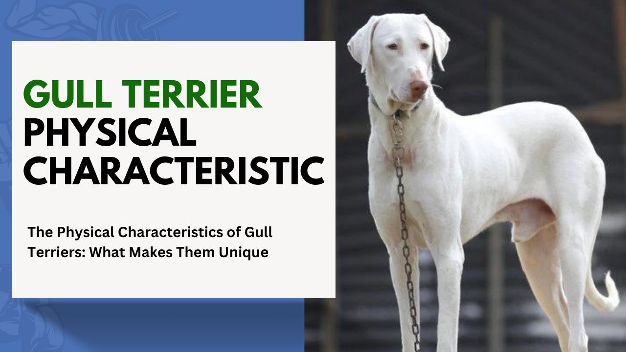 The Physical Characteristics of Gull Terriers: What Makes Them Unique