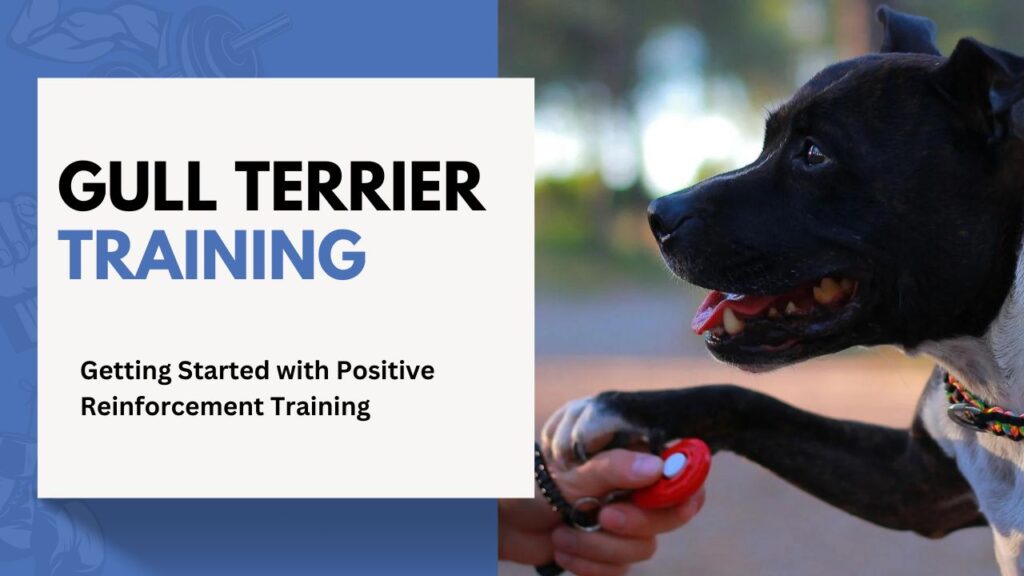 A Guide to Positive Reinforcement Training for your Gull Terrier Dog ...