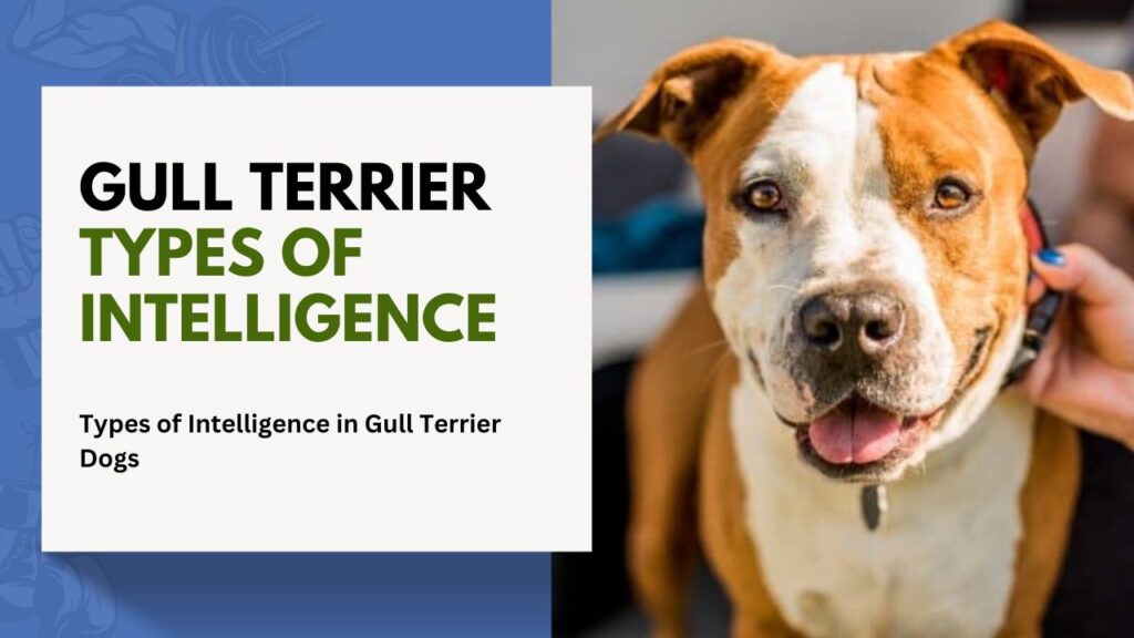 gull Terrier Types of Intelligence